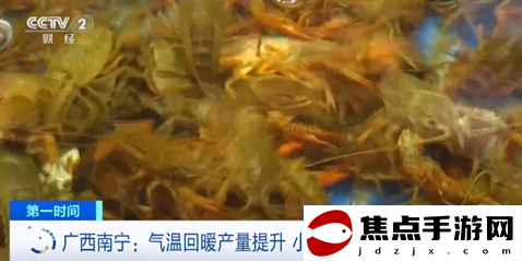小龙虾“身价”下跌！气温回暖产量提升 广西南宁小龙虾或降价至个位数